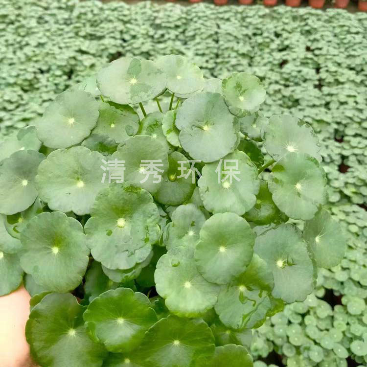 5銅錢草